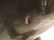 Waschwasserd?se Scheibenreinigung Land-Rover Freelander, 1998.02 - 2006.10 Gebraucht,