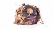 Radnabe Achsschenkel - Hinten Linke Toyota Prius, 2003.06 - 2009.01 Gebraucht,