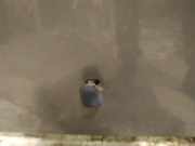 Waschwasserdüse Scheibenreinigung Volvo V50, 2004.04 - 2007.05 Gebraucht,