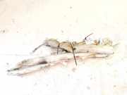 Kopfairbag - Vorne Linke Lancia Phedra 2002 - 2006 1495299080,1000157