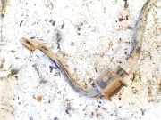 Stabilisator Vorne Volkswagen Passat, B5+ 2000.11 - 2005.05 Gebraucht, BGW