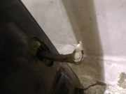 T?rfangband T?rbremse T?rstopper - Hinten Rechts Fiat Punto, 2005.10 - 2012.03 Gebraucht,