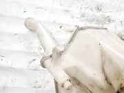 Scheibenwaschbehälter Vorne Wischwasserbehälter Toyota Yaris, II (XP90) 2005.01 - 2011.01 Gebraucht ,