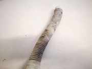 Verschluss Waschwasserbehälter Citroen C4, I 2004.11 - 2008.06 Gebraucht,