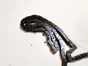 Zahnrad Nockenwelle Steuerkette Audi A6, C6 2005.01 - 2008.10 Gebraucht,