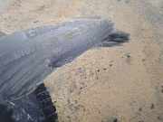 Radhausschale - Hinten Rechts Opel Antara, 2006.01 - 2010.08 96660612, 9666 0612 C105 LINER ASH RHD W P2861001 U 7222B296ZZ 975103k000 969404588 A6393000604 58912-05010 bk21v268b40af 0281011964 16016300L 8200000879 1J0 864 203 B 10.0206-0206.4 123456 456-78