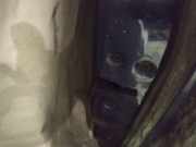 Türschloss Stangen - Vorne Rechts Ford C-MAX, 2003.01 - 2007.06 Gebraucht,