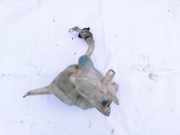 Scheibenwaschbeh?lter Vorne Wischwasserbeh?lter Toyota Previa, 2000.02 - 2006.01 860142087,