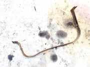 Halteband Kraftstoffbeh?lter Volkswagen Tiguan, 2007.09 - 2012.06 Gebraucht, BWK