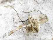 Scheibenwaschbehälter Vorne Wischwasserbehälter Toyota Corolla Verso, III 2004.05 - 2007 Gebraucht,