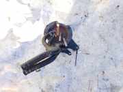 Kraftstofffilter Volkswagen Golf Plus, 2005.01 - 2008.05 1k0127400k, BLS