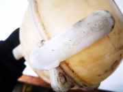 Ausgleichsbehälter Volkswagen Bora, 1998.01 - 2005.12 1J0121403B,1J0 121 403 B 1J0 121 403B 1J0121 403 B 1J0121403B