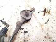 Wischergestänge Toyota Corolla Verso, III 2004.05 - 2007 Gebraucht,