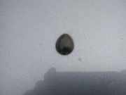 Waschwasserdüse Scheibenreinigung Renault Scenic, I 1996.01 - 1999.09 Gebraucht,