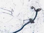 Stabilisator Stabi Hinten Hinterachse Nissan Qashqai, I 2006.01 - 2010.06 Gebraucht ,