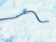 Stabilisator Stabi Hinten Hinterachse Volvo S80, 1998.05 - 2004.06 Gebraucht,