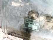 Seitenscheibe - Vorne Rechts Honda Accord, 2003.02 - 2005.09 Gebraucht,