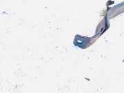 Halteband Kraftstoffbehälter Opel Astra, H 2004.03 - 2009.12 Gebraucht,