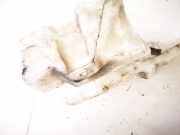 Scheibenwaschbehälter Vorne Wischwasserbehälter Rover 400, 1995.05 - 2000.03 Gebraucht,