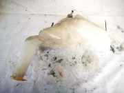 Scheibenwaschbehälter Vorne Wischwasserbehälter Opel Zafira, A 1999.04 - 2003.11 Gebraucht,