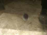 Waschwasserdüse Scheibenreinigung Ford Mondeo, 2007.03 - 2013.06 Gebraucht,