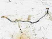 Stabilisator Vorne Volvo V40, I 1995.07 - 2000.07 Gebraucht,