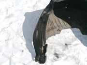 Radhausschale - Hinten Rechts Toyota Corolla Verso, II 2001.09 - 2004.05 Gebraucht,