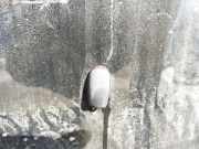 Waschwasserdüse Scheibenreinigung Mercury Cougar, VIII 1998.01 - 2002.12 Gebraucht,