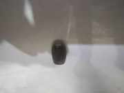 Waschwasserdüse Scheibenreinigung Ford C-MAX, 2003.01 - 2007.06 Gebraucht,