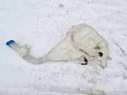 Scheibenwaschbehälter Vorne Wischwasserbehälter Tesla Model S, I 2012.01 - 2016.06 100540000B, 1005400-00-B