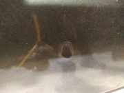 Waschwasserd?se Scheibenreinigung Land-Rover Freelander, 1998.02 - 2006.10 Gebraucht,