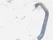 Stabilisator Vorne BMW 5-Series, E60 E61 2003.07 - 2010.03 Gebraucht,