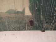 Waschwasserdüse Scheibenreinigung Volkswagen Polo, II 1990.10 - 1994.09 facelift Gebraucht,