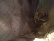 Türfangband Türbremse Türstopper - Hinten Linke Seat Alhambra, 1996.08 - 2000.05 Gebraucht,