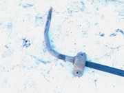 Stabilisator Vorne Audi A3, 8P 2003.05 - 2005.06 Gebraucht,