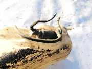 Waschwasserpumpe Scheibenreinigung Fiat Doblo, 2000.03 - 2005.10 E13021168,
