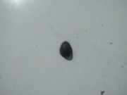 Waschwasserdüse Scheibenreinigung Dacia Sandero, II 2012.03 --> Gebraucht,