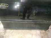 Zierleiste Tür Zier-Schutzleiste - Vorne Rechts Audi A3, 8P 2003.05 - 2005.06 Gebraucht,