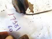 Stabilisator Stabi Hinten Hinterachse Opel Vectra, B 1995.09 - 2000.09 Gebraucht,