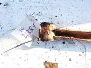 Stabilisator Stabi Hinten Hinterachse Audi A6, C4 1994.06 - 1997.10 Gebraucht,