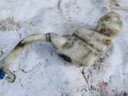Scheibenwaschbehälter Vorne Wischwasserbehälter Volkswagen Sharan, 7M 1995.09 - 2000.04 7m0855453,
