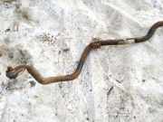 Stabilisator Vorne Toyota Yaris Verso, 1999.11 - 2005.09 Gebraucht,