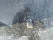 Waschwasserd?se Scheibenreinigung Toyota Corolla Verso, III 2004.05 - 2007 Gebraucht,