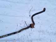 Stabilisator Vorne Opel Zafira, A 1999.04 - 2003.11 Gebraucht,