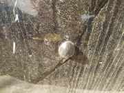 Waschwasserdüse Scheibenreinigung Renault Scenic, I 1999.09 - 2003.06 facelift Gebraucht,