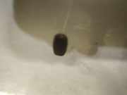 Waschwasserdüse Scheibenreinigung Ford Mondeo, 2007.03 - 2013.06 Gebraucht,