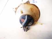 Ausgleichsbehälter Volkswagen Passat, B4 1993.07 - 1996.08 1h0121407, 1Z