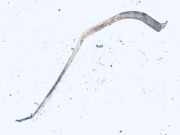 Halteband Kraftstoffbehälter Volkswagen Golf, IV 1997.08 - 2003.10 Gebraucht, AHF