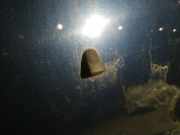 Waschwasserdüse Scheibenreinigung Volvo S80, 1998.05 - 2004.06 Gebraucht,