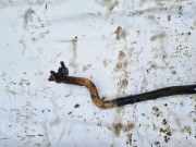 Stabilisator Vorne Nissan Primera, P12 2002.01 - 2008.12 Gebraucht,